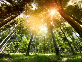 Bodenstrategie der Schweiz (Quelle: Adobestock chlorophylle)